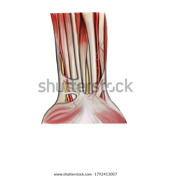 Flexor Retinaculum Strong Fibrous Band That Stock Illustration 1792413007