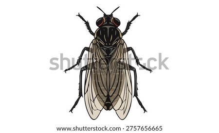 flies, fly , bug , insect, fly flies