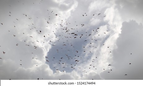 Flock Bats Air Mega Bats Dawn Stock Illustration 1524174494 | Shutterstock