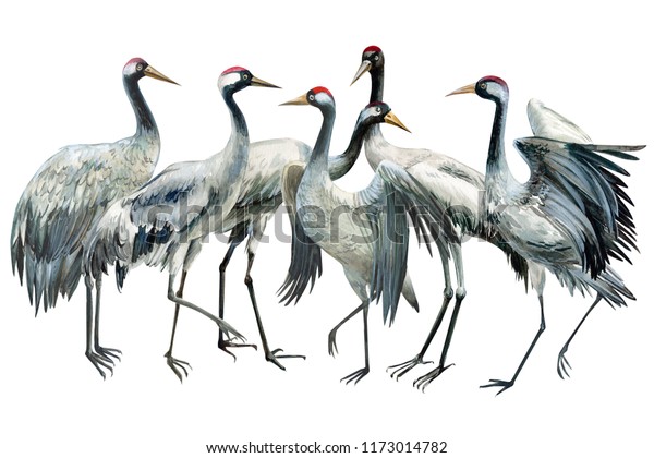 Flock Beautiful Birds Birds Crane On Stock Illustration 1173014782 ...