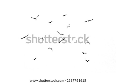 Similar – Image, Stock Photo Seagull backlit