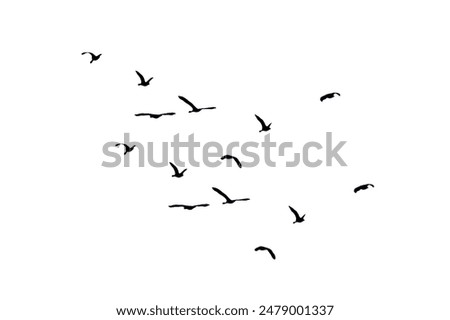 Similar – Image, Stock Photo Seagull backlit