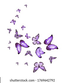 蝶々が飛び