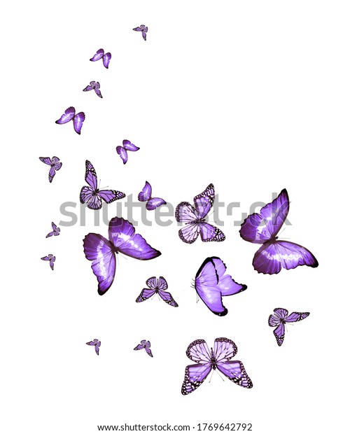 白い背景に飛ぶ蝶の群れ のイラスト素材