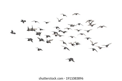 Flocking Birds 3D illustration on white background