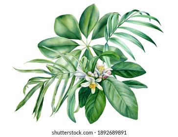 Flora design elements. Leaves of tropical plants on white background, watercolor botanical illustration