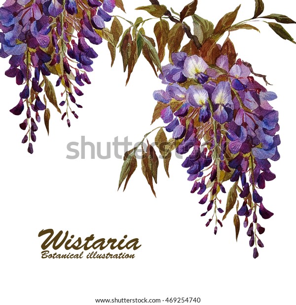 Floral Backgroundgreeting Card Flowers Wistaria Botanical Stock