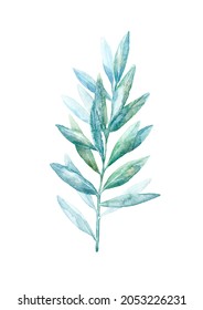 Floral eucalyptus branches.Frame of a herbs.Watercolor hand drawn illustration.It can be used for greeting cards, posters, wedding cards.	