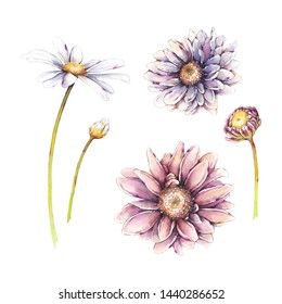 植物のエレメントを含む大きなセット水のカラーコレクション 葉 花 白い背景に植物イラスト 花柄 ヒマワリ 菊 クレマチス のイラスト素材 Shutterstock