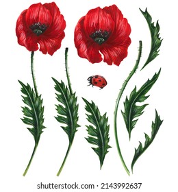 Floral set: red poppies flowers with green stems and leaves, small ladybug. Isolated on white hand drawn watercolor elements for summer design of card, poster, invitation. 