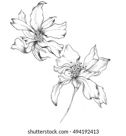 flower sketch 이미지, 스톡 사진 및 벡터 | Shutterstock