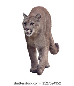 Florida Panther Or Cougar Digital Painting On White Background