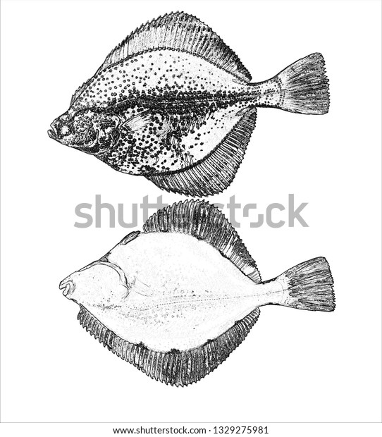 Flounder Eye Blind Side Drawing のイラスト素材