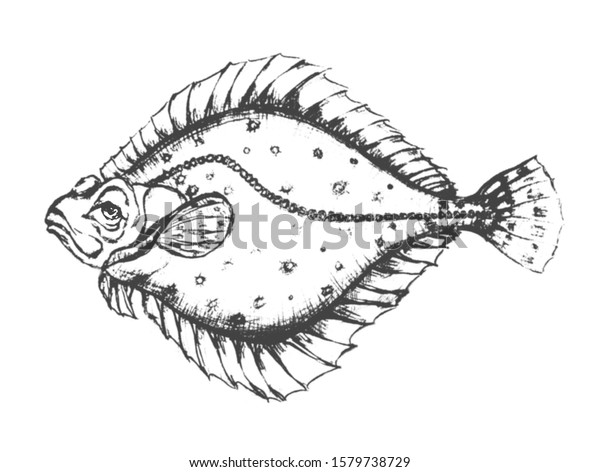 Flounder Fish Human Eyes Pencil Drawing のイラスト素材
