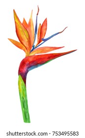 Flower Bird Of Paradise Watercolor Illustration. Isolated On White. 