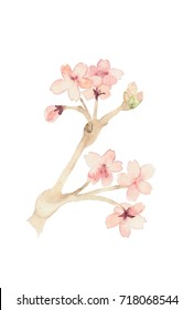 桜 手書き のイラスト素材 画像 ベクター画像 Shutterstock