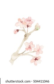 桜 手書き のイラスト素材 画像 ベクター画像 Shutterstock