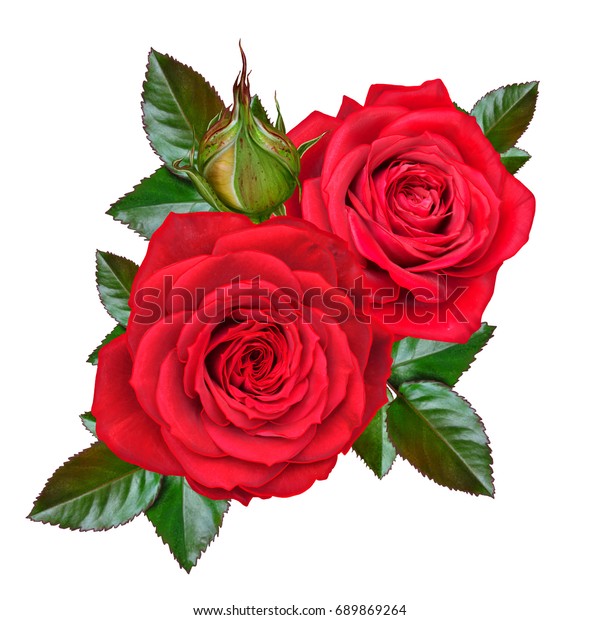 花の組成 美しい赤いバラと緑の葉のつぼみ 白い背景に のイラスト素材