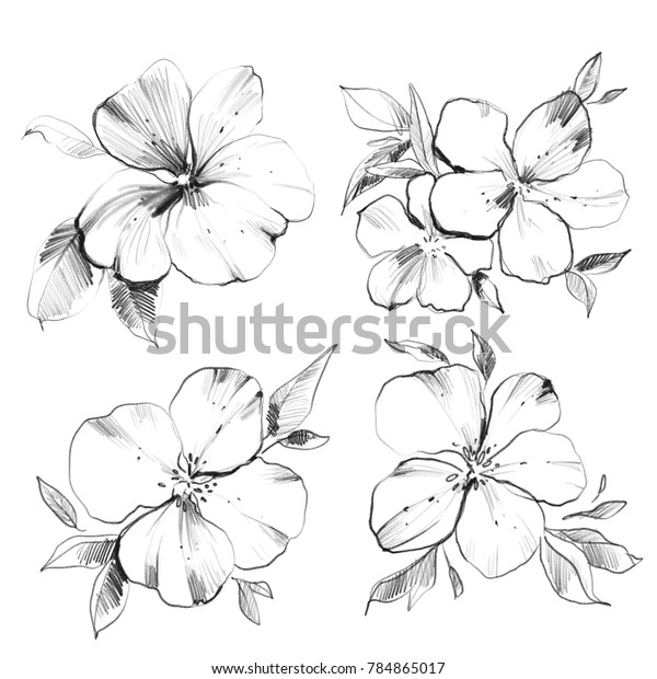 Flower Drawing Sketch Watercolor Nature Illustration Stock Illustration ...