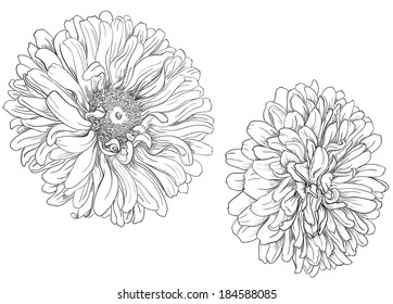 Aster Drawing Images, Stock Photos & Vectors | Shutterstock