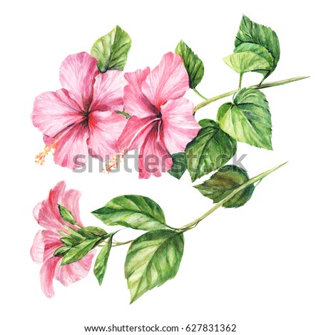 Flower Hibiscus On White Background Watercolor Stock Illustration 