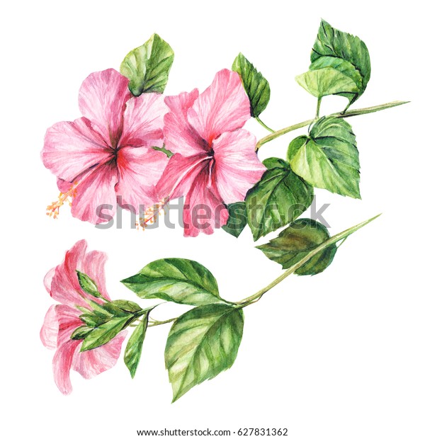 白い背景に花のハイビスカス 水の色 植物イラスト のイラスト素材