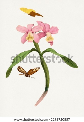 Flower illustration. Cattleya orchids and butterflies
