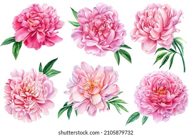 Flower Illustration, Pink Peony On A White Background. Watercolor Style