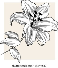 Flower Lily Stock Vector (Royalty Free) 62072611 | Shutterstock