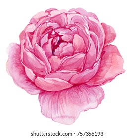 Flower Peony Watercolor Stock Illustration 757356193