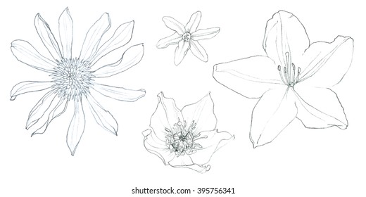 Flower Perianth - Echinacea, Hellebore, Gagea, Rhododendron - Hand Pencil Drawing