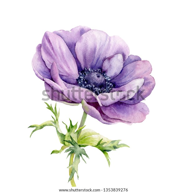 白い背景に水彩で描かれた花紫アネモネ のイラスト素材