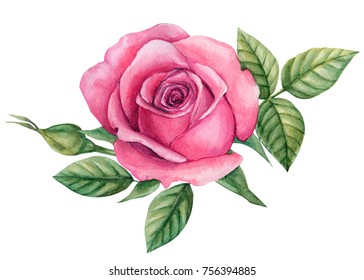 flower roses with leaves, Floral 
 watercolor illustration