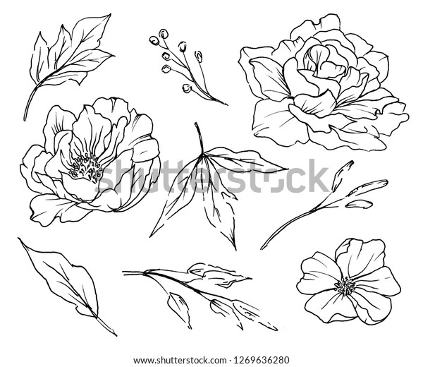 Flower Set Black Line Art Floral Stock Illustration 1269636280