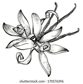 Flower Sketch  Bouquet Hand Drawing For Design