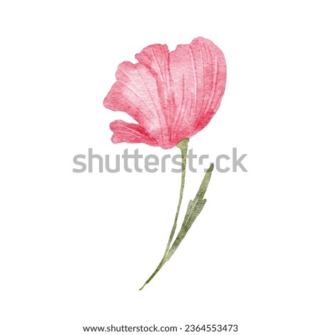 Flower watercolor illustration isolated on white. Pink wildflower