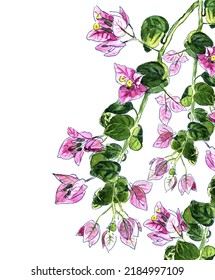 Flowering branch bougainvillea flowers painted in watercolor and isolated on white background. Hand drawn botanical illustration. For holiday postcards, greetings, thank you cards, sale posters.