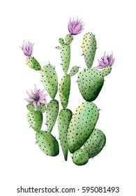 Flowering Cactus. Watercolor Illustration On White.