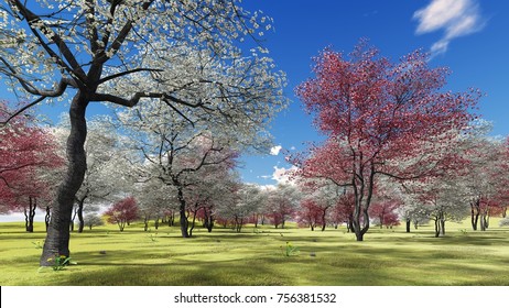 Flowering Dogwood Trees Orchard Spring Time Stock Illustration ...