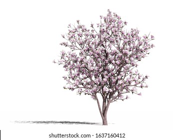 Flowering magnolia. Blooming magnolia tree (Magnolia soulangeana Alexandrina) on a white surface. Isolated. 3D Illustration