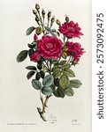 A flowering rose (Rosa species). Coloured lithograph, c. 1850. Original public domain image from Wellcome Collection. Digitally enhanced by rawpixel.