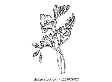 Flowers Beautiful Outline Drawing By Hand Stock Illustration 1159979407