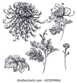 白い背景に花 枝 菊の葉 ビンテージ彫刻のスタイルをリアルに表現 装飾衣類 電話ケース ウエディングデザイン インテリア のイラスト素材
