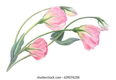 Flowers Buds Leaves Drawing By Watercolor Stock Illustration 639076258 ...