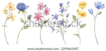 Flowers digital illustration, summer design, watercolor hand painting. Perfectly for printing, sublimation.