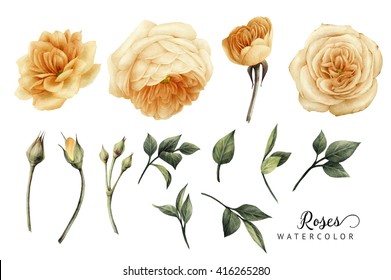 Flowers and leaves, watercolor, can be used as greeting card, invitation card for wedding, birthday and other holiday and  summer background.