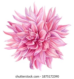 Flowers pink dahlia watercolor botanical painting