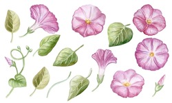 Flowers Of Pink Ipomoea Morning Glory Elements, Set. Bouquet. Watercolor Illustration