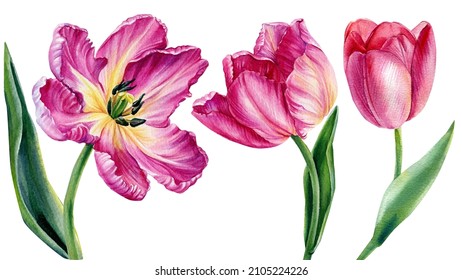 1,998 Tulip Painting Border Images, Stock Photos & Vectors | Shutterstock