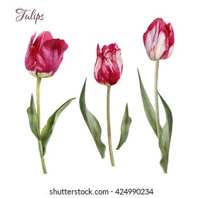 1,626,896 Tulips Images, Stock Photos & Vectors | Shutterstock